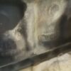 Motor gasolina Opel Astra G 1.6 2000